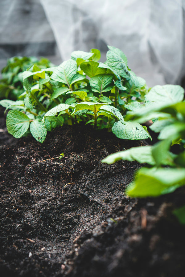 How soil health affects our mental well-being