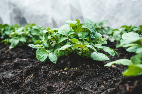 How soil health affects our mental well-being