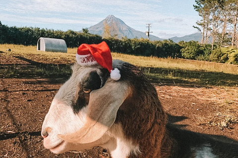 Team Christmas Traditions