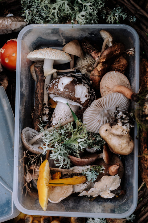 Mushrooms for Kids?